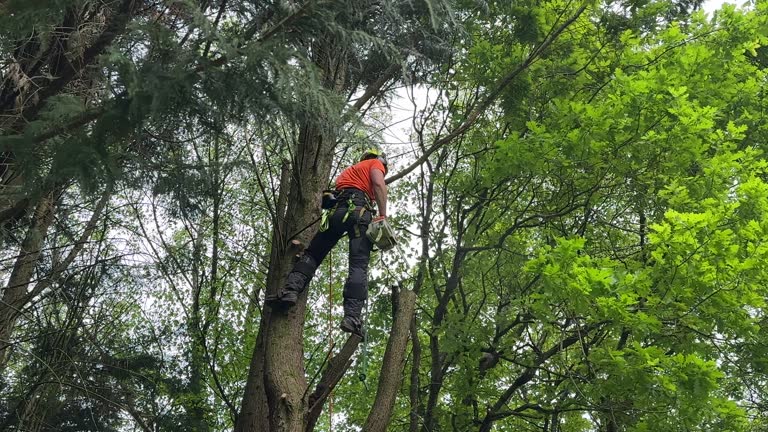 Adairsville, GA  Tree Services Company