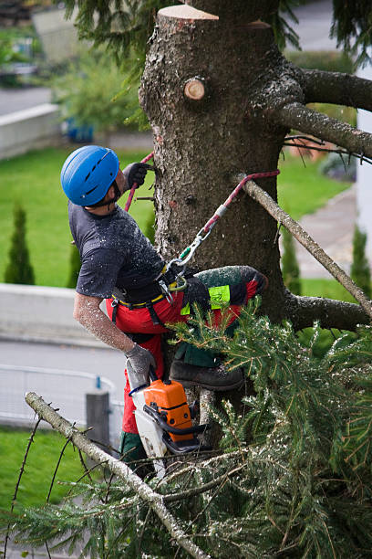 Best Tree Trimming and Pruning  in Adairsville, GA