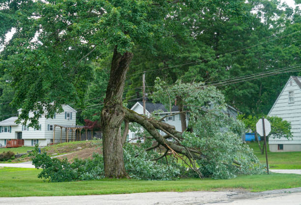 Best Arborist Consultation Services  in Adairsville, GA