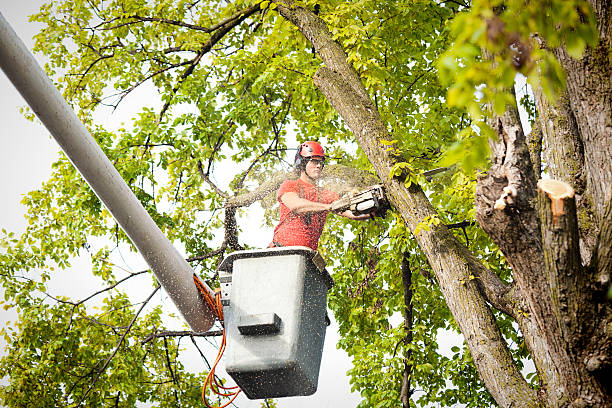 Why Choose Our Tree Removal Services in Adairsville, GA?